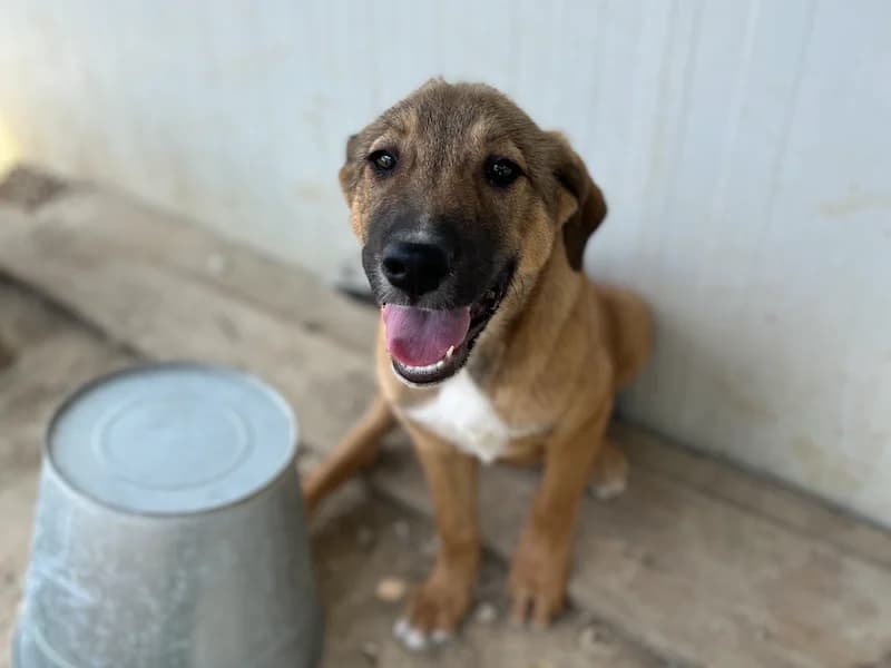 Lilo, female young Mixed Breed for adoption at Daisy Family Rescue e.V., Germany