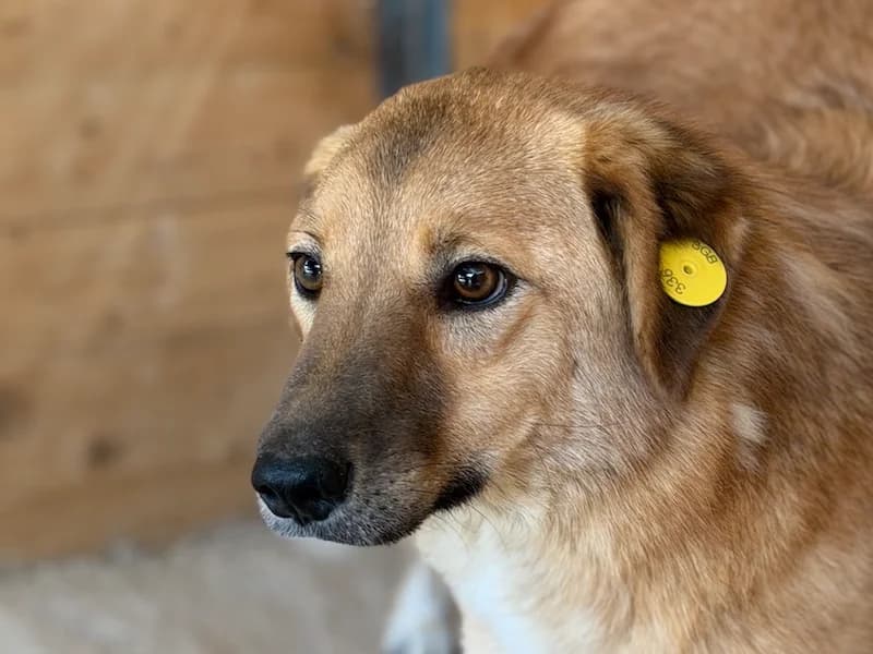 Espresso, male Mixed Breed for adoption at Daisy Family Rescue e.V., Germany