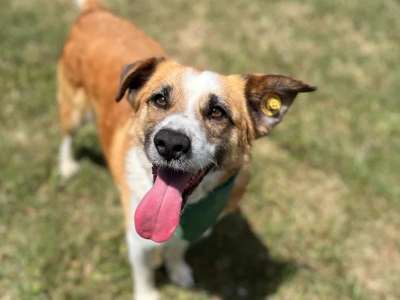 Vin, male Mixed Breed for adoption at Daisy Family Rescue e.V., Germany
