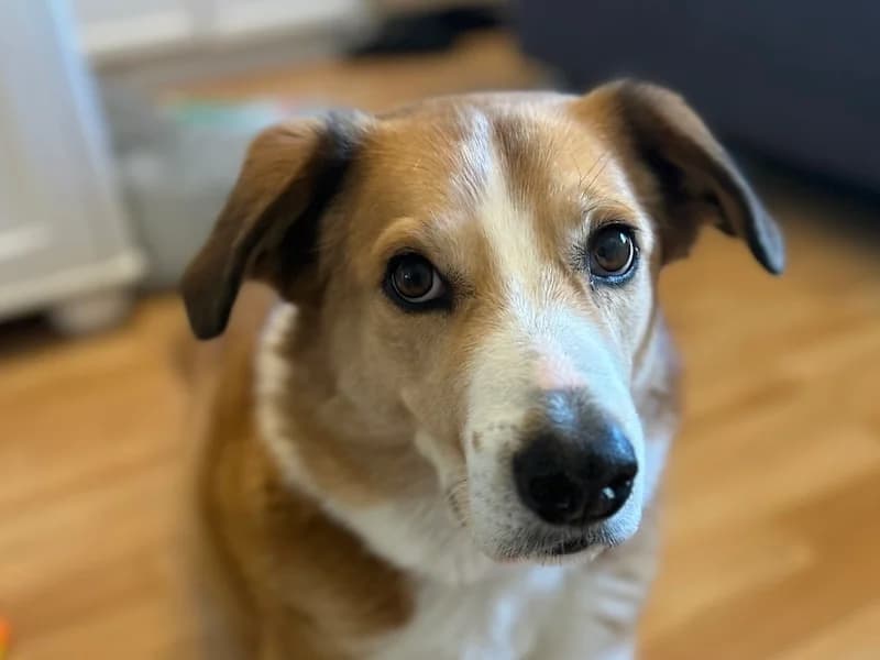 Biggi, Mixed Breed (Daisy Family Rescue e.V.)