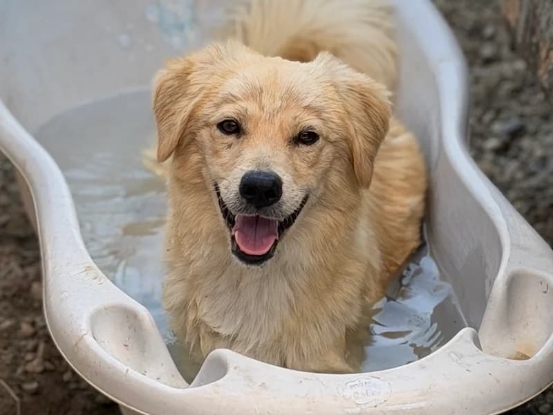 Biscuit, male young Mixed Breed for adoption at Daisy Family Rescue e.V., Germany