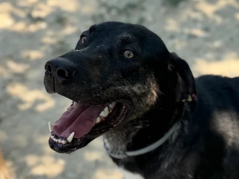 Bruno, male Mixed Breed for adoption at Daisy Family Rescue e.V., Germany