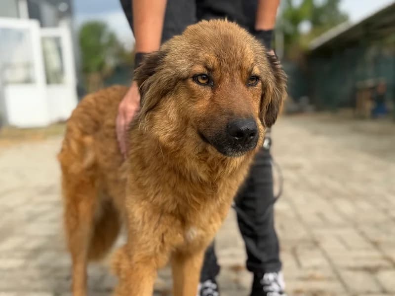Rigi, male Mixed Breed for adoption at Daisy Family Rescue e.V., Germany