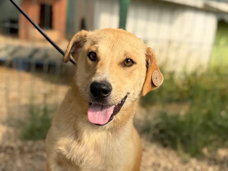 Toki, male young Mixed Breed for adoption at Daisy Family Rescue e.V., Germany