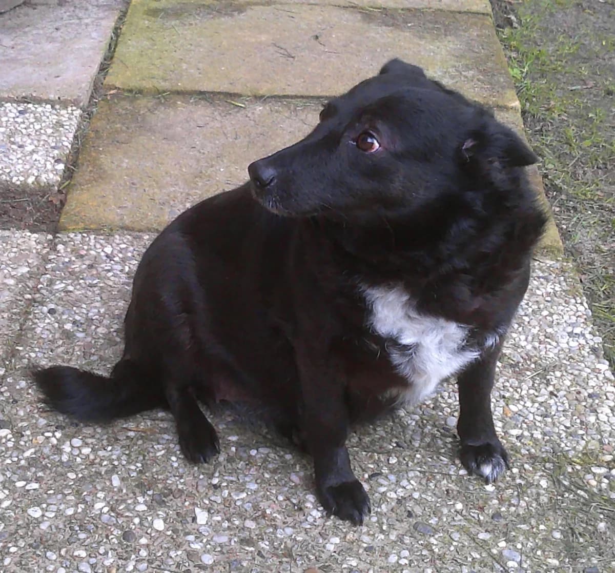 Lilly (Hexe), female Mixed Breed for adoption at Daisys Tierhof