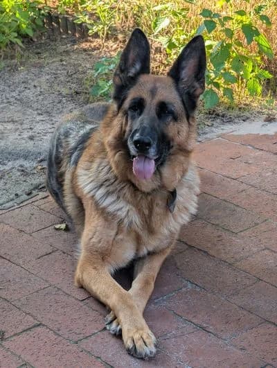 Tessa,  5yo Mixed Breed for adoption at Daisys Tierhof