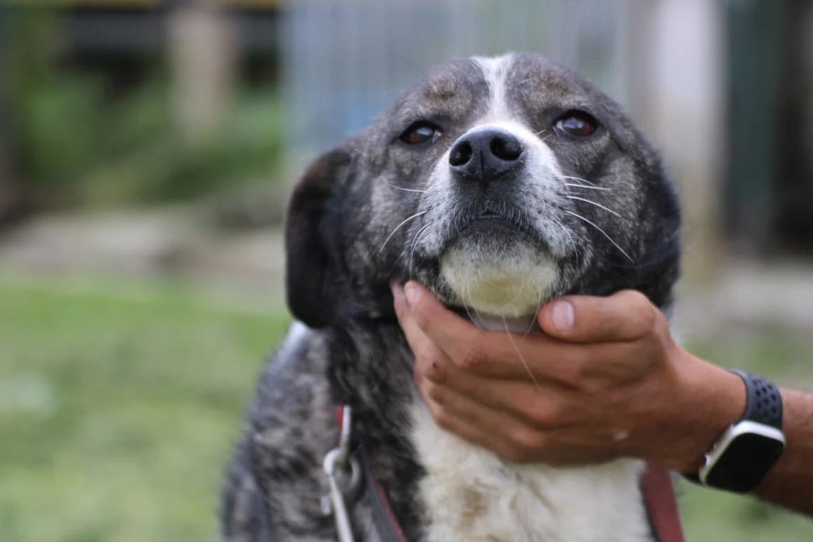 Basti,  young Mixed Breed for adoption at Das kleine Tierheim, Lohra