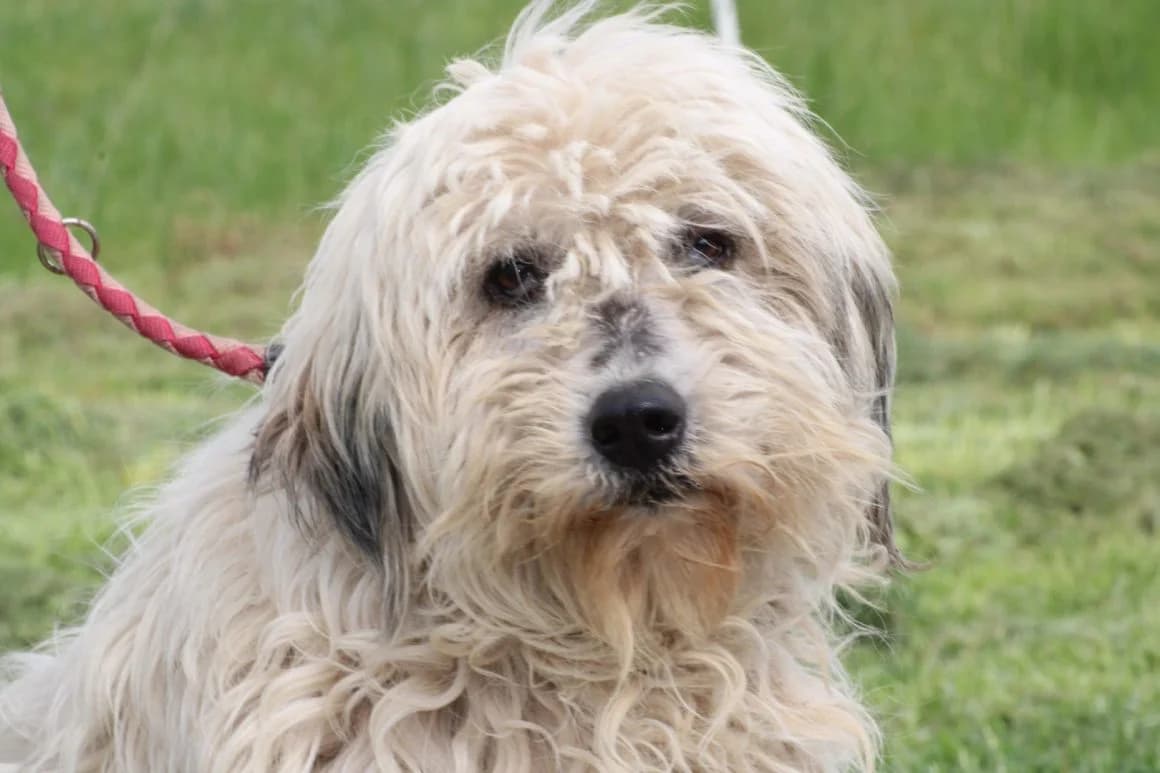 Camie, 5yo Mixed Breed for adoption at Das kleine Tierheim, Lohra