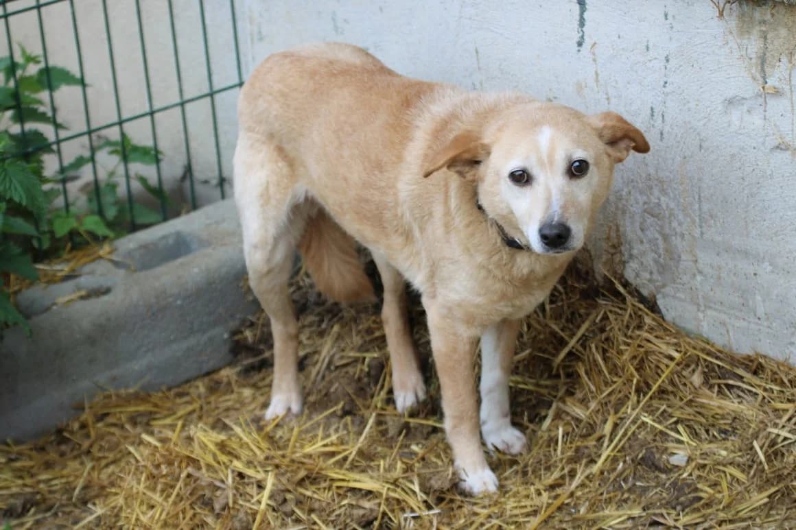 Ioana, Mixed Breed for adoption at Das kleine Tierheim, Lohra