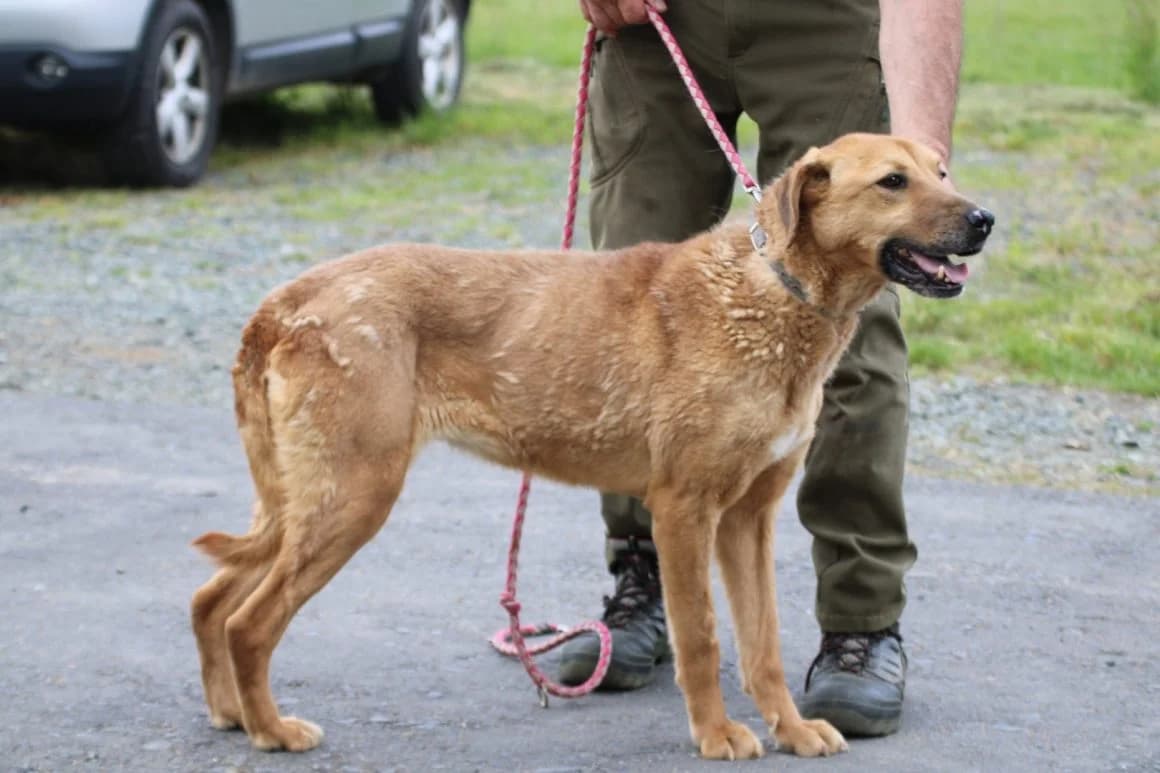 Roma, Mixed Breed (Das kleine Tierheim)