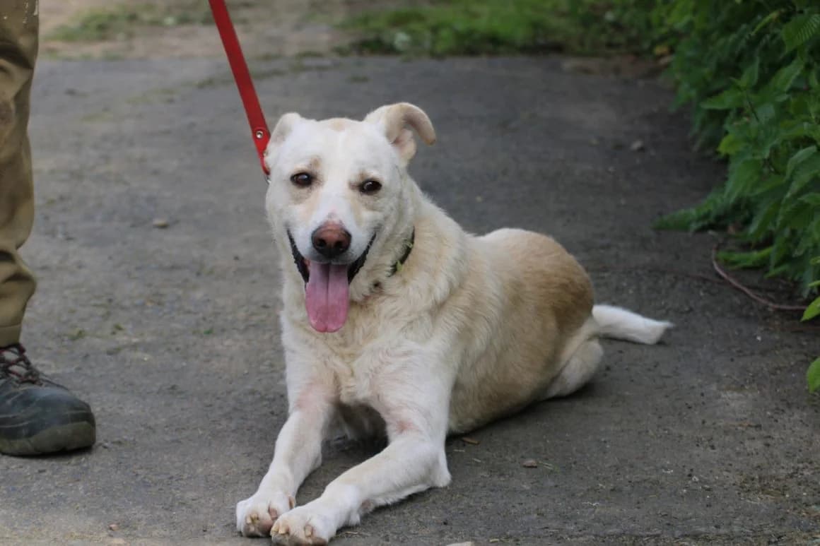 Siriu – Tierlieb und verspielt, male Mixed Breed for adoption at Das kleine Tierheim, Lohra