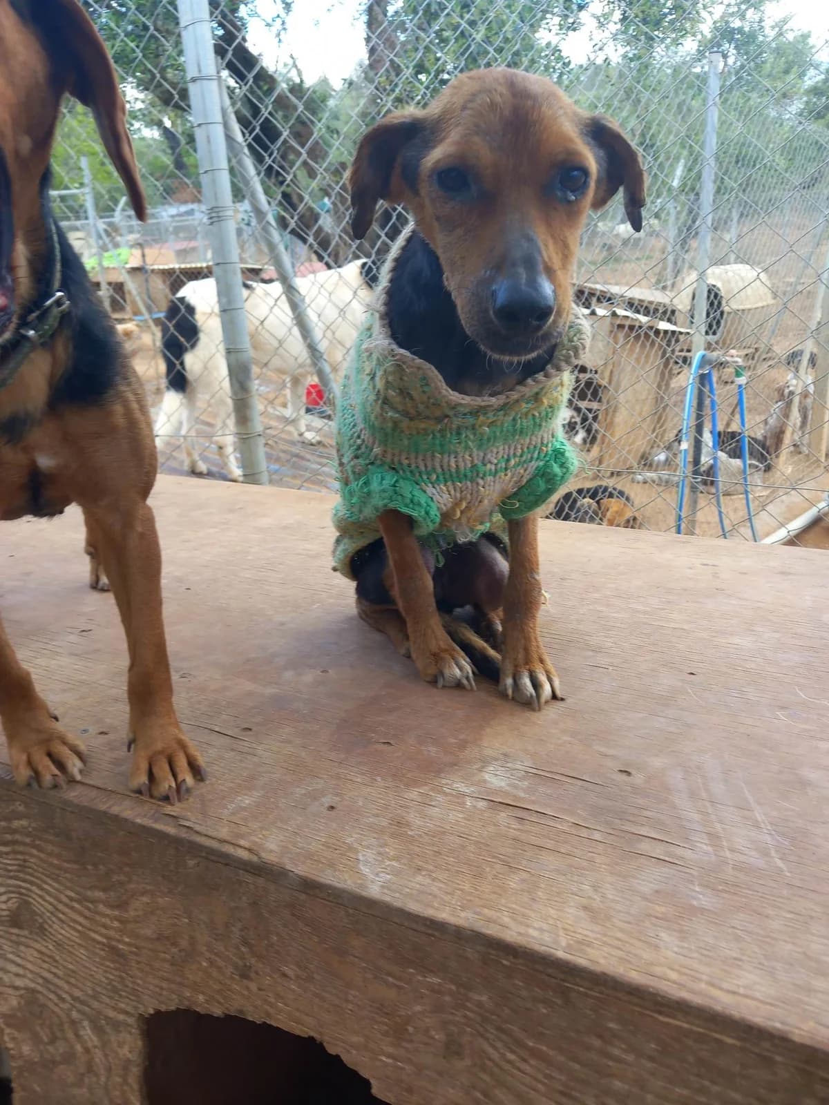 Dimitra, female Mixed Breed for adoption at DASH Deutschland Tierschutz e.V., Germany