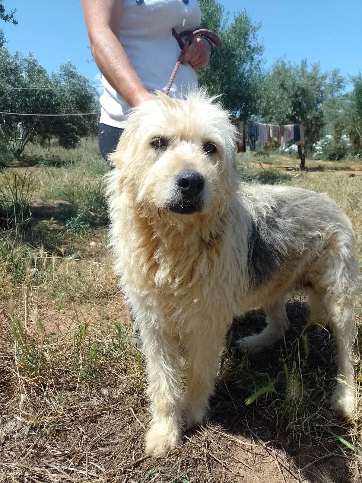 Diva, female Mixed Breed for adoption at DASH Deutschland Tierschutz e.V., Germany