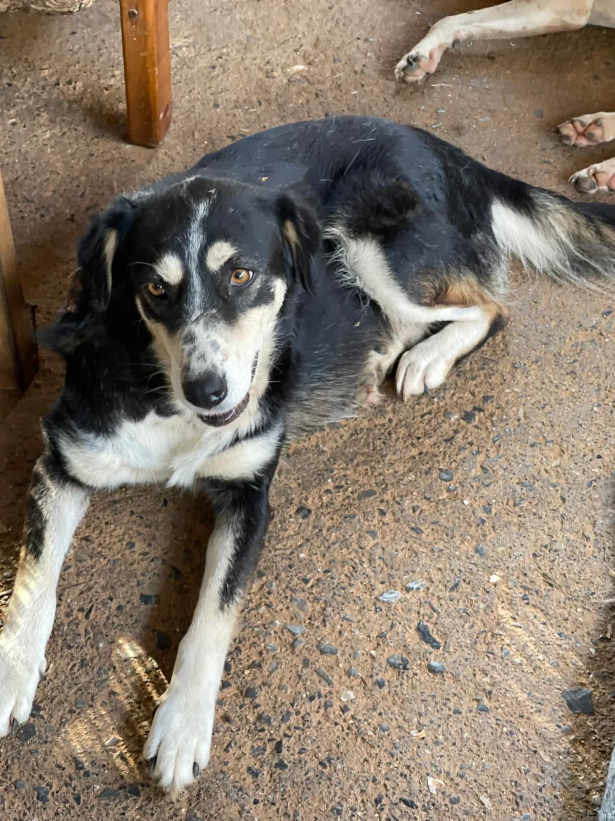 Dafni, female Mixed Breed for adoption at DASH Deutschland Tierschutz e.V., Germany
