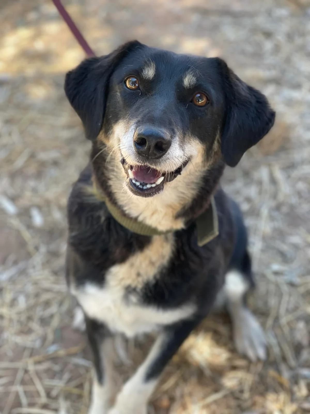 Maganiako, female Mixed Breed for adoption at DASH Deutschland Tierschutz e.V., Germany