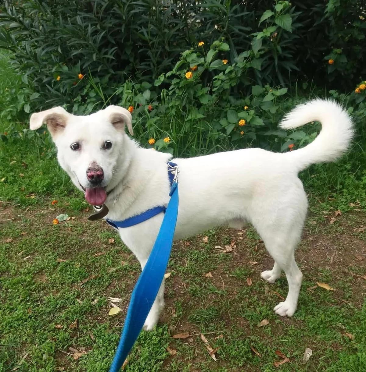 Sam, male senior Mixed Breed for adoption at DASH Deutschland Tierschutz e.V., Germany