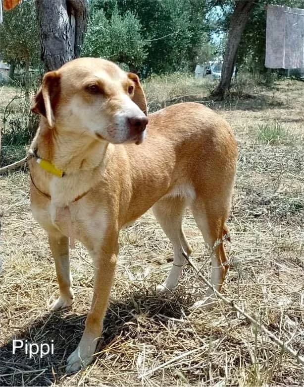 Pippi, female Mixed Breed for adoption at DASH Deutschland Tierschutz e.V., Germany