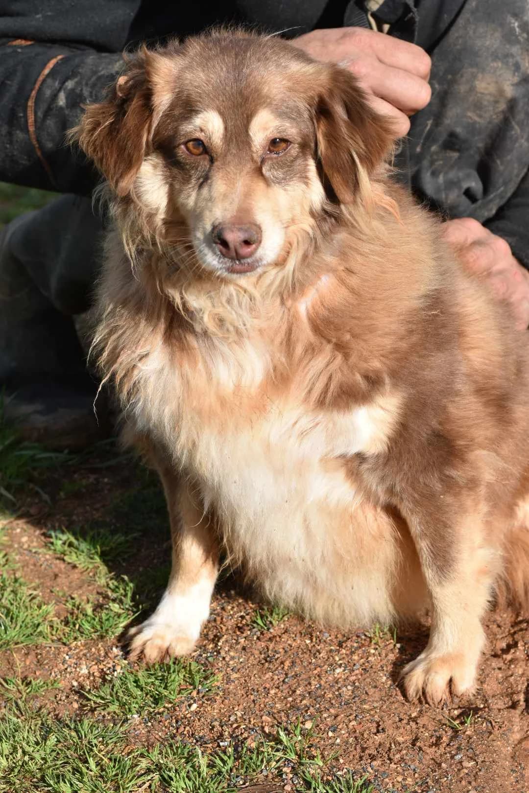 Mika, male Mixed Breed for adoption at DASH Deutschland Tierschutz e.V., Germany