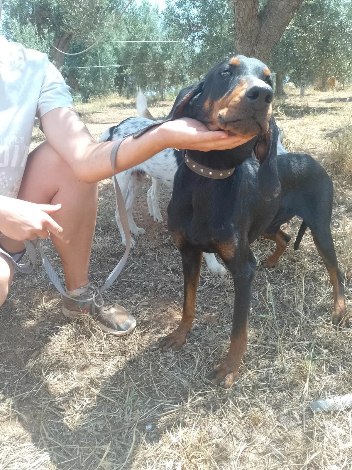 Dambo/Agapimou, male Mixed Breed for adoption at DASH Deutschland Tierschutz e.V., Germany