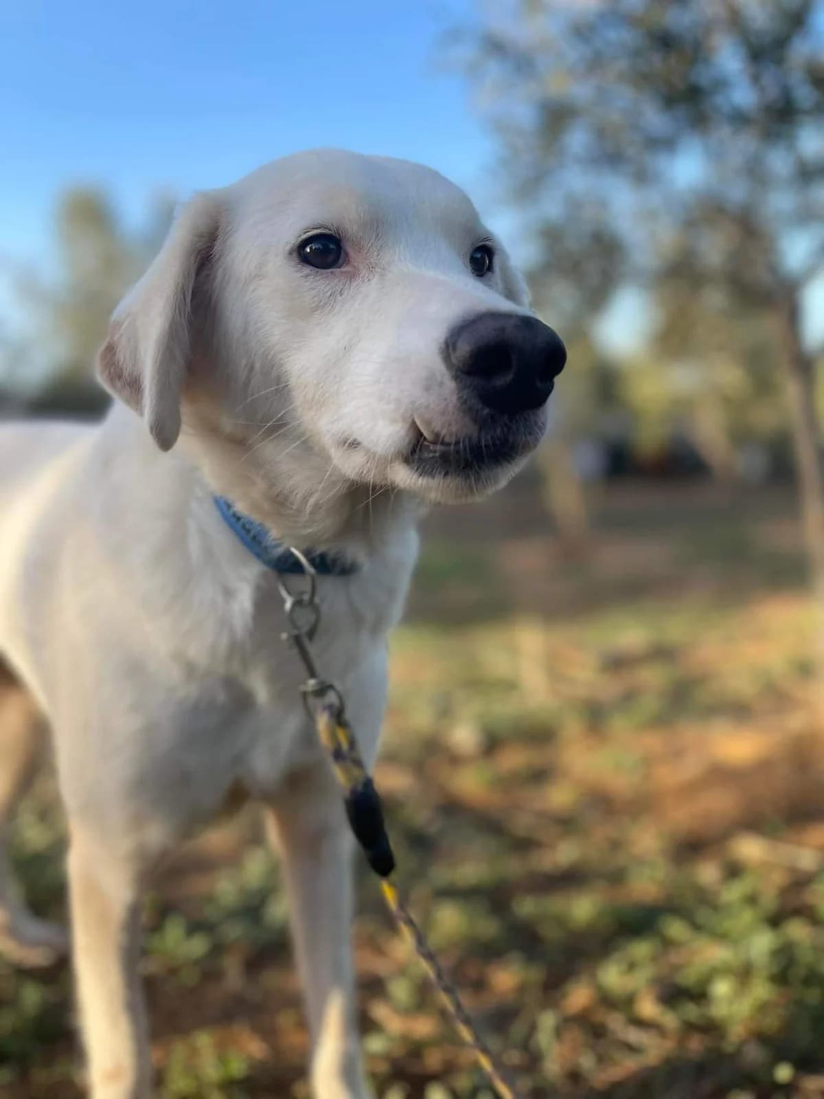 Dove, female Mixed Breed for adoption at DASH Deutschland Tierschutz e.V., Germany