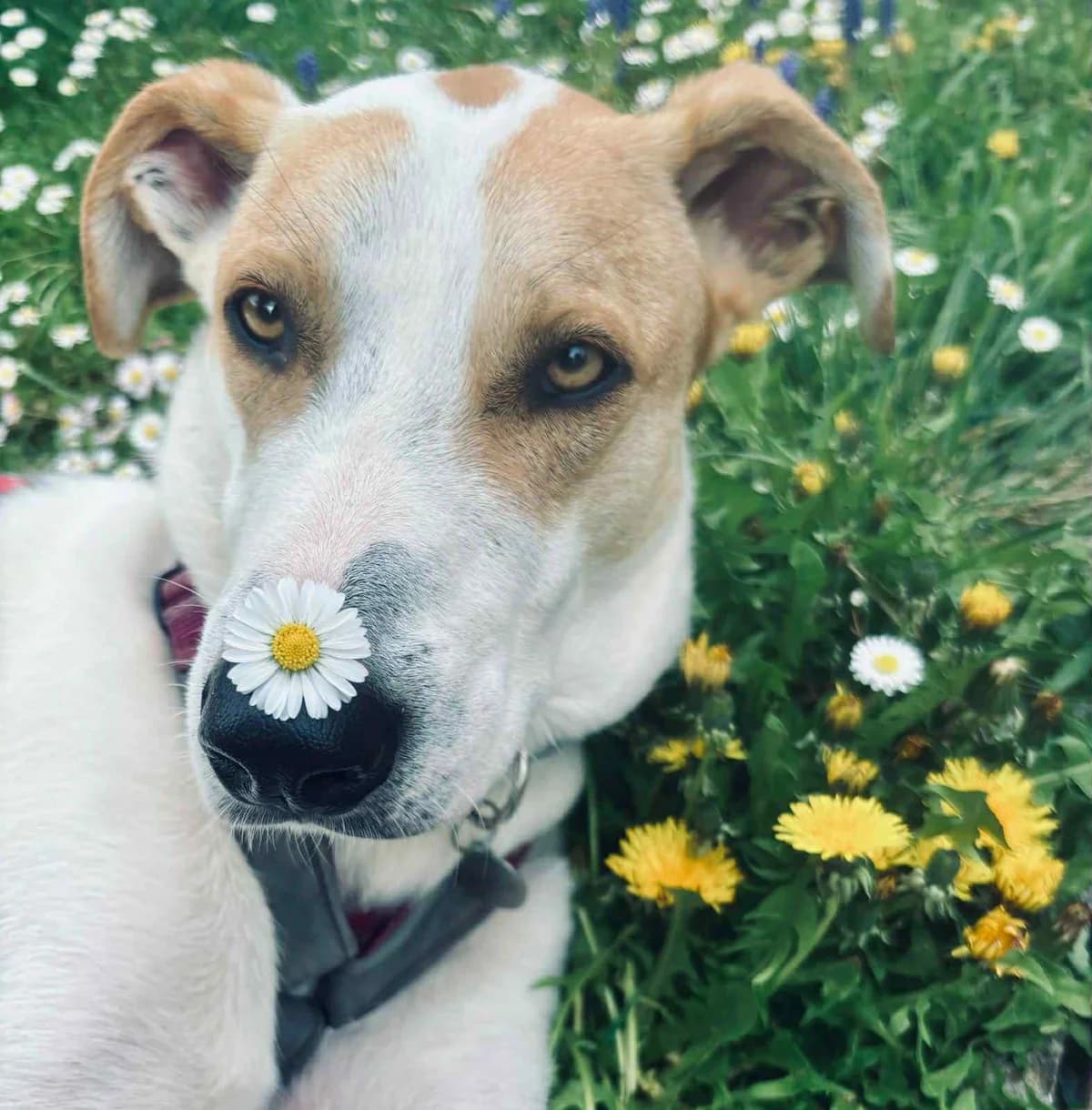 Dexter auf Pflegestelle in Mannheim, male Mixed Breed for adoption at DASH Deutschland Tierschutz e.V., Germany