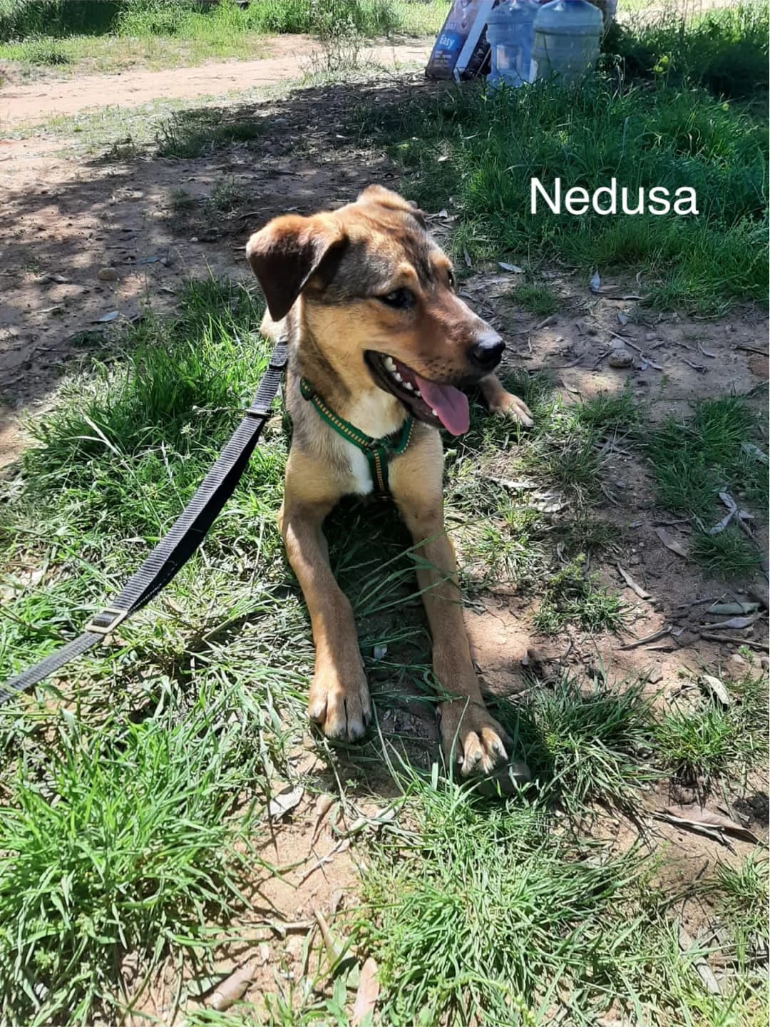 Nedusa, female Mixed Breed for adoption at DASH Deutschland Tierschutz e.V., Germany