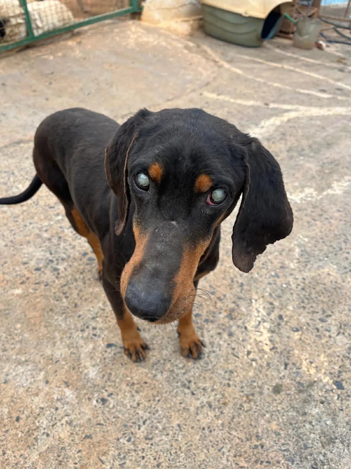 Kanellos, male Mixed Breed for adoption at DASH Deutschland Tierschutz e.V., Germany