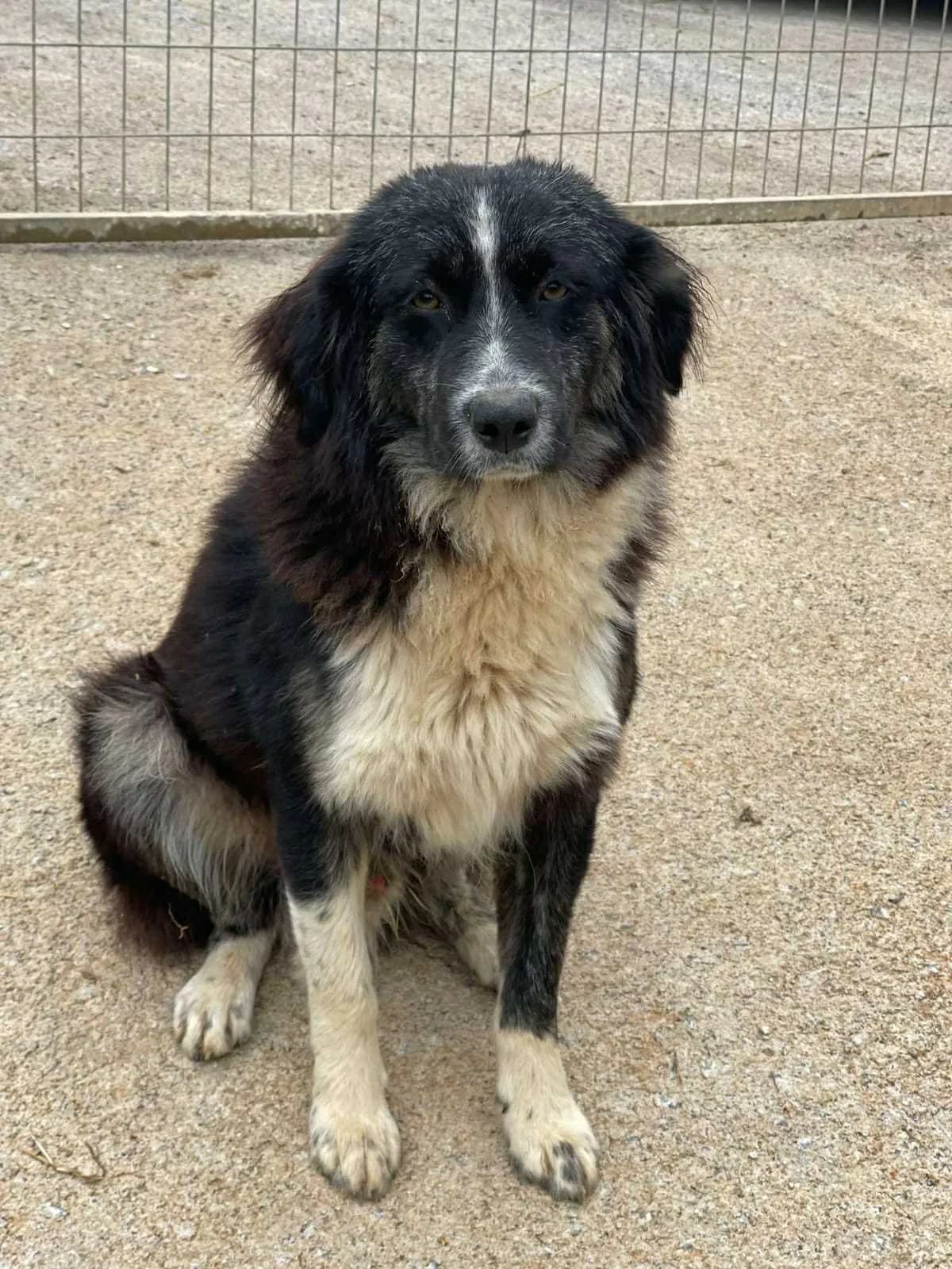 Hero, male Mixed Breed for adoption at DASH Deutschland Tierschutz e.V., Germany