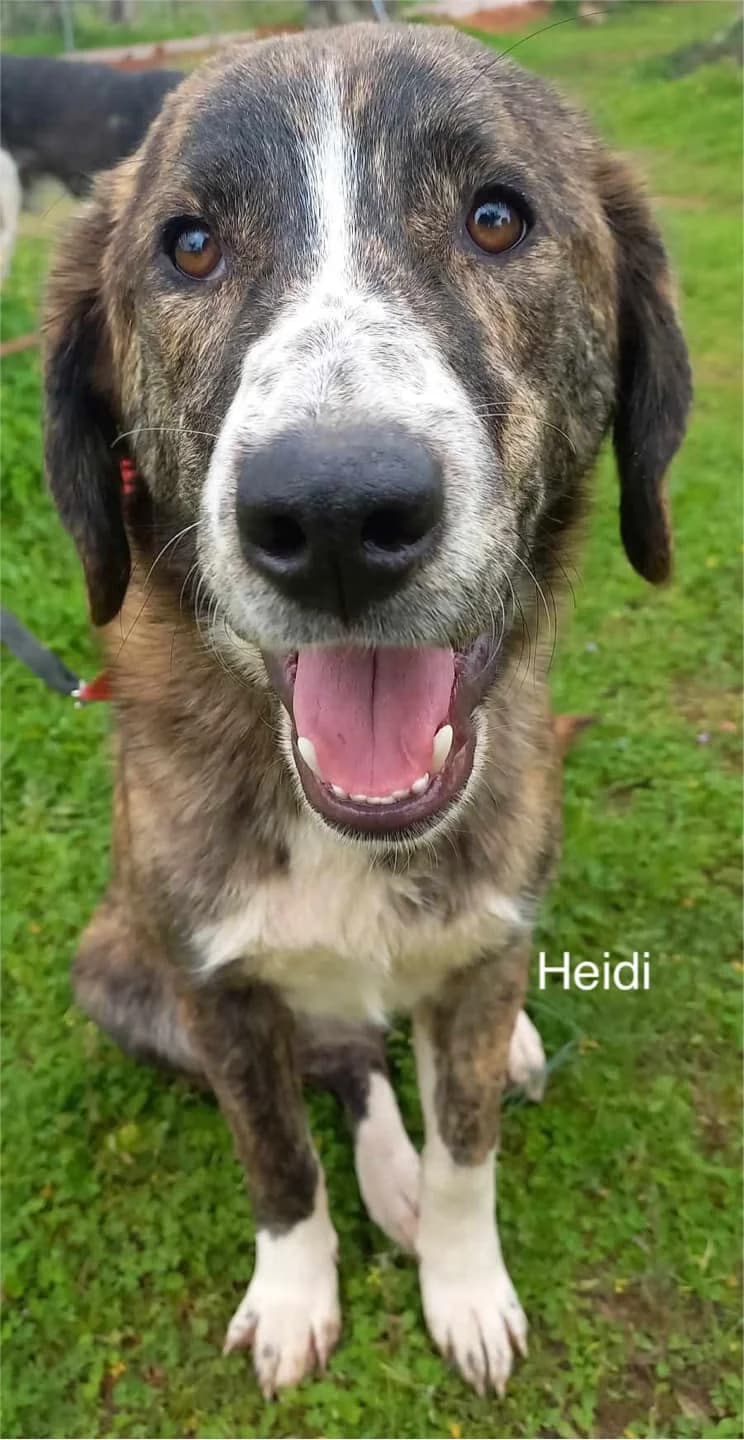 Heidi, female Mixed Breed for adoption at DASH Deutschland Tierschutz e.V., Germany