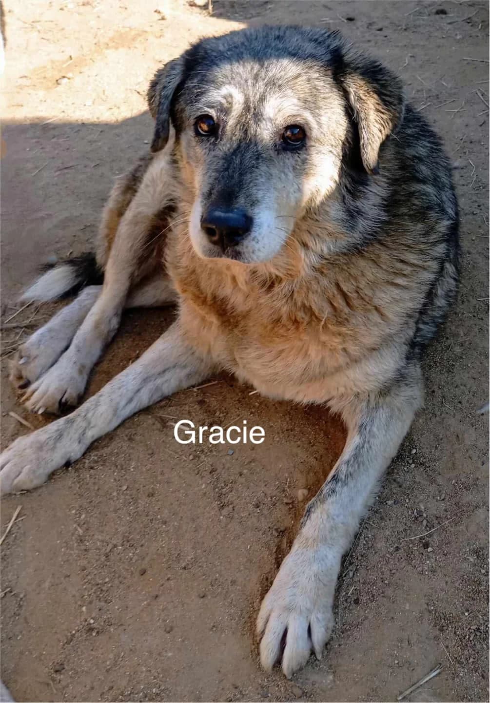 Gracie, female senior Mixed Breed for adoption at DASH Deutschland Tierschutz e.V., Germany