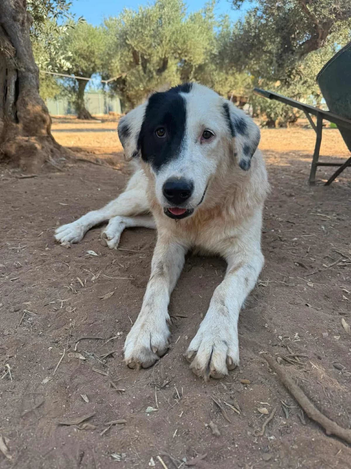 Berta, female Mixed Breed for adoption at DASH Deutschland Tierschutz e.V., Germany