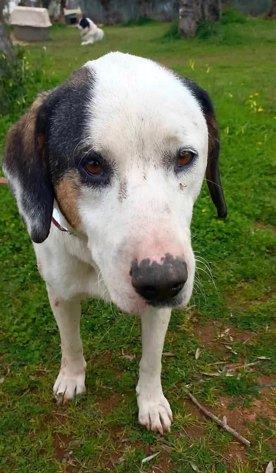 Louis, male Mixed Breed for adoption at DASH Deutschland Tierschutz e.V., Germany