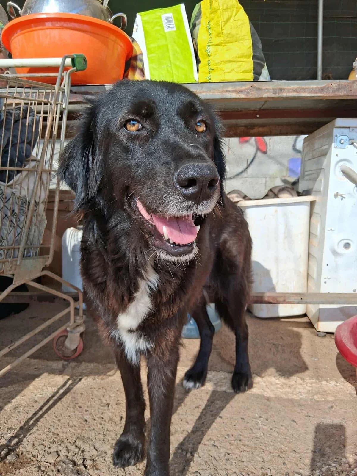 Ayla, female Mixed Breed for adoption at DASH Deutschland Tierschutz e.V., Germany