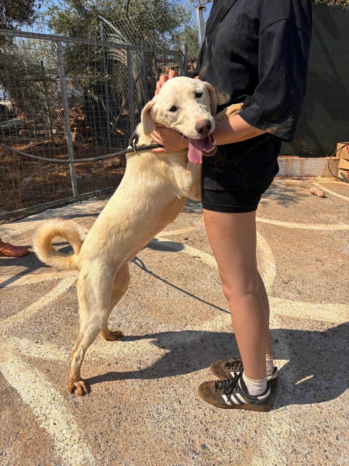 Alma, female Mixed Breed for adoption at DASH Deutschland Tierschutz e.V., Germany