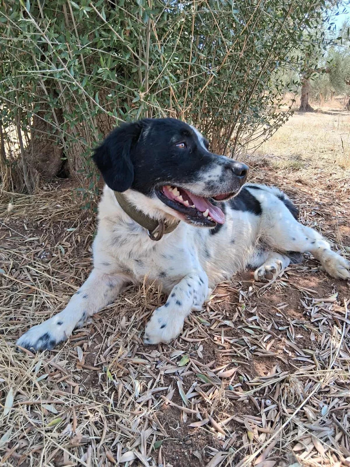 Black Jack, male Mixed Breed for adoption at DASH Deutschland Tierschutz e.V., Germany