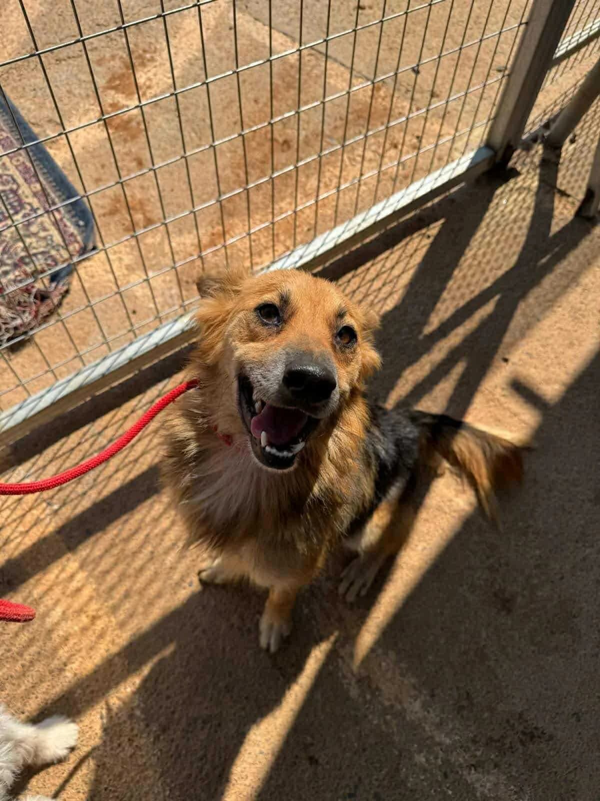 Lupo, male Mixed Breed for adoption at DASH Deutschland Tierschutz e.V., Germany