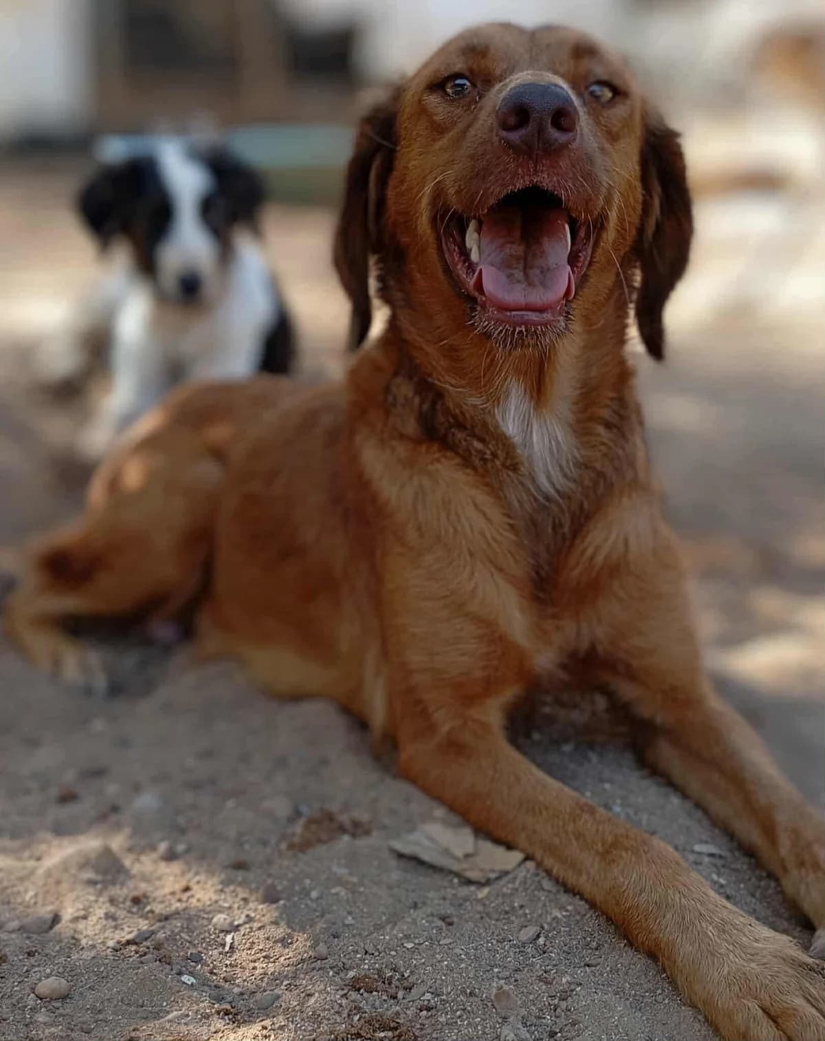 Luella, female Mixed Breed for adoption at DASH Deutschland Tierschutz e.V., Germany