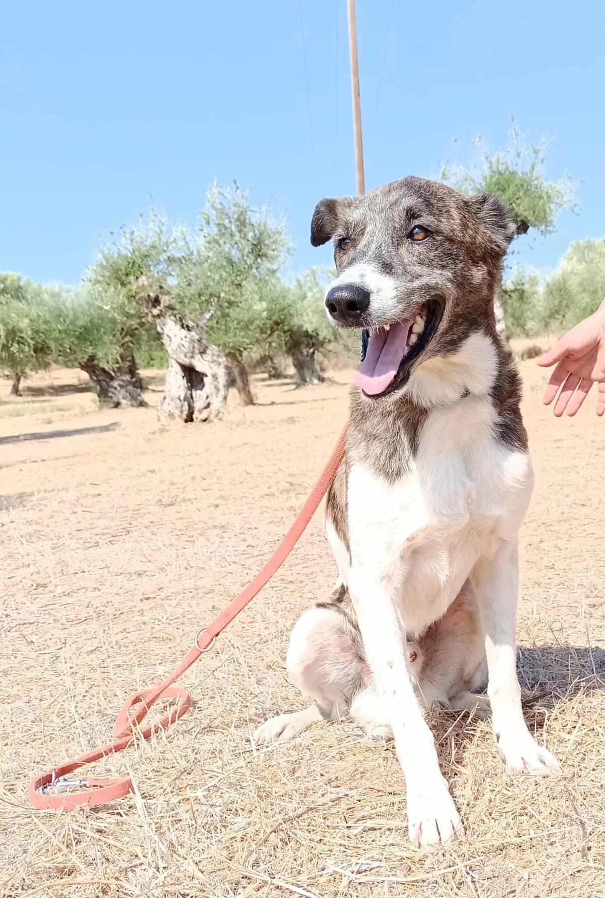 Ben, male senior Mixed Breed for adoption at DASH Deutschland Tierschutz e.V., Germany