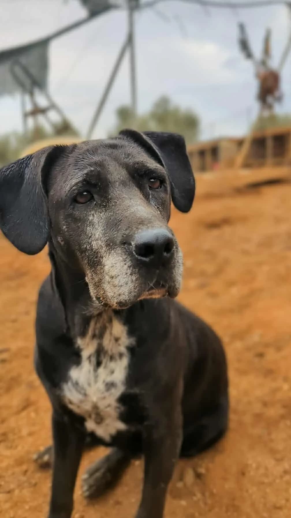 Lolita, female senior Mixed Breed for adoption at DASH Deutschland Tierschutz e.V., Germany