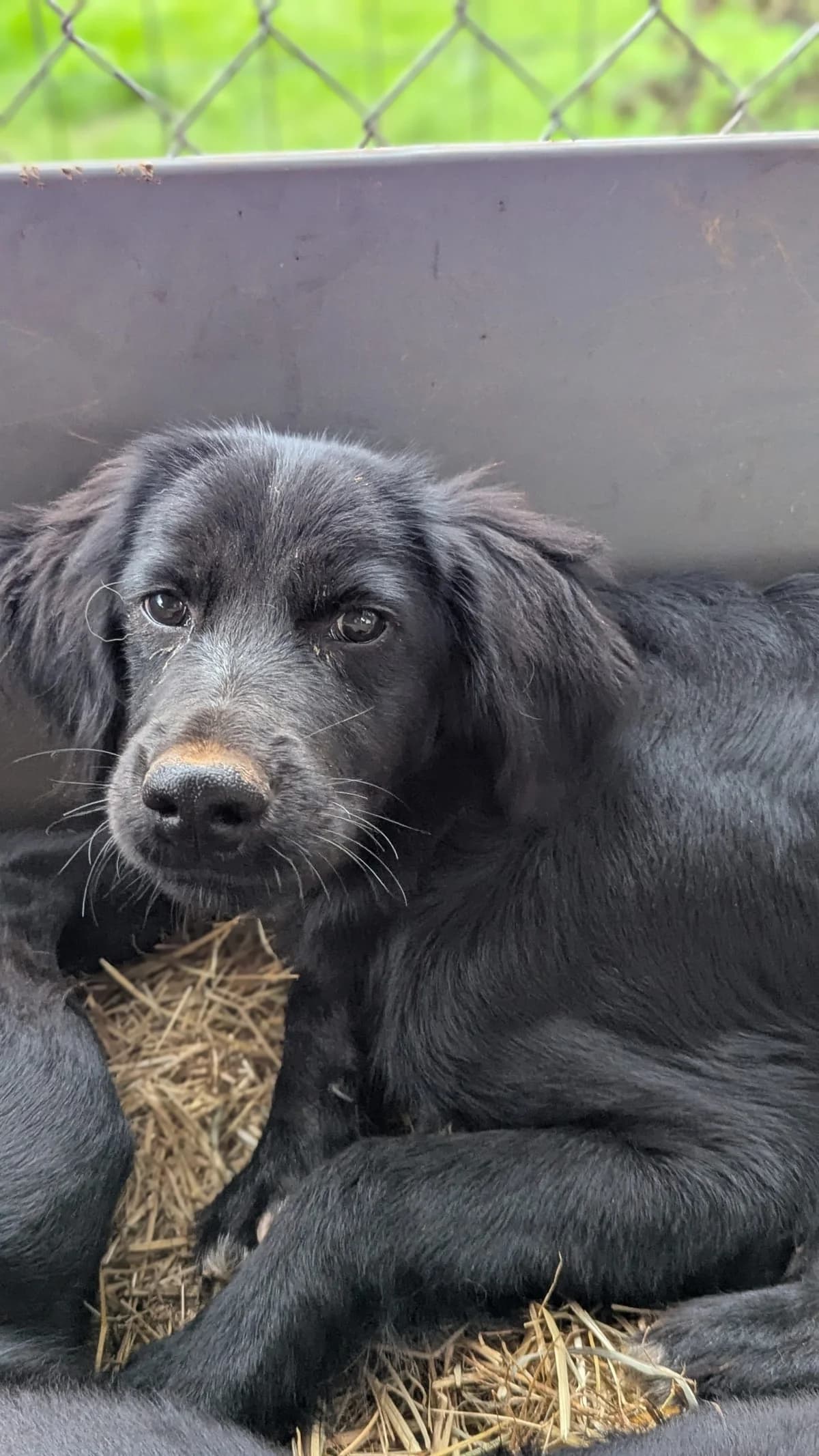 Berti (reserviert), male puppy Mixed Breed for adoption at DASH Deutschland Tierschutz e.V., Germany