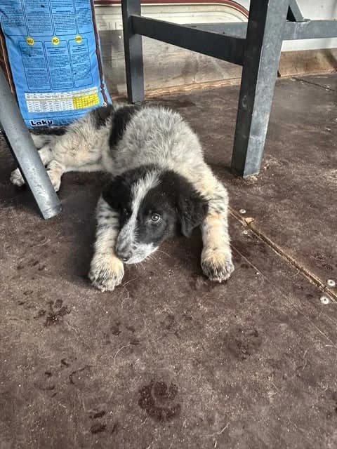 Clara (reserviert), female puppy Mixed Breed for adoption at DASH Deutschland Tierschutz e.V., Germany