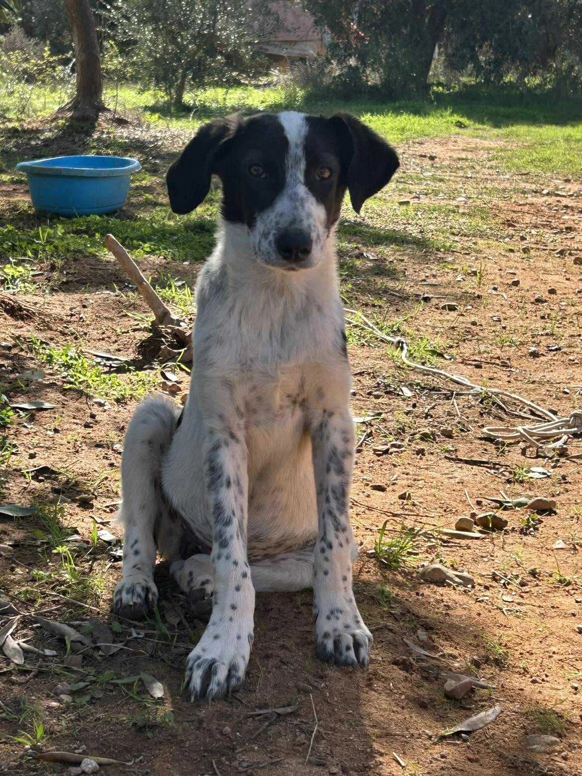 Rachel (reserviert), female puppy Mixed Breed for adoption at DASH Deutschland Tierschutz e.V., Germany