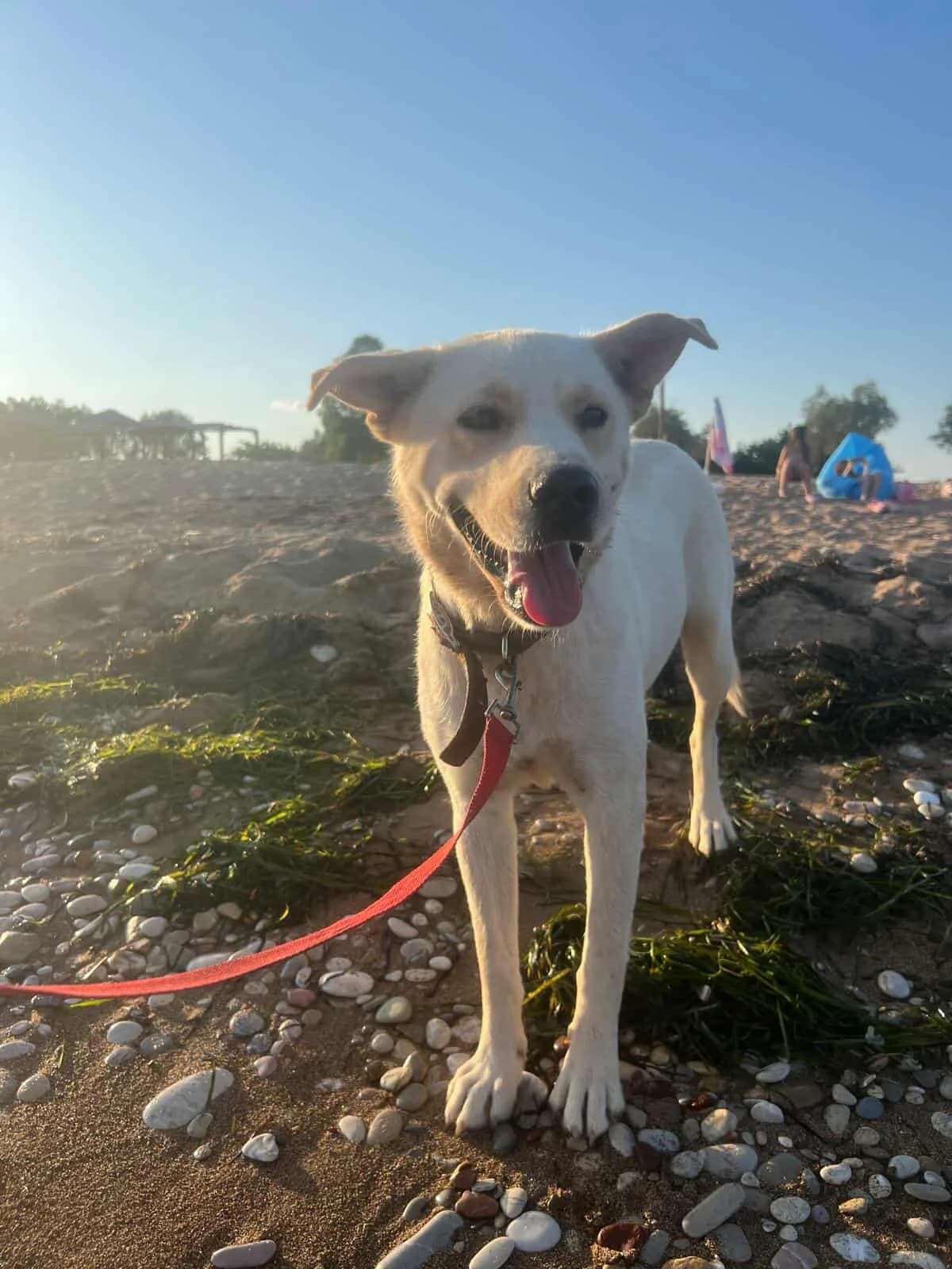 Ela, female Mixed Breed for adoption at DASH Deutschland Tierschutz e.V., Germany