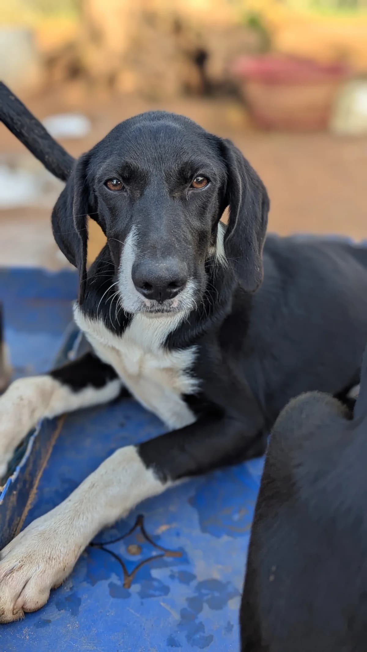 Henry, male puppy Mixed Breed for adoption at DASH Deutschland Tierschutz e.V., Germany