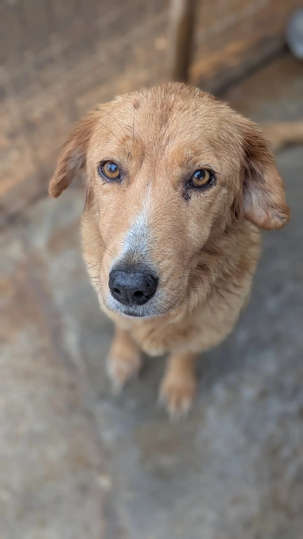 Milana, female Mixed Breed for adoption at DASH Deutschland Tierschutz e.V., Germany