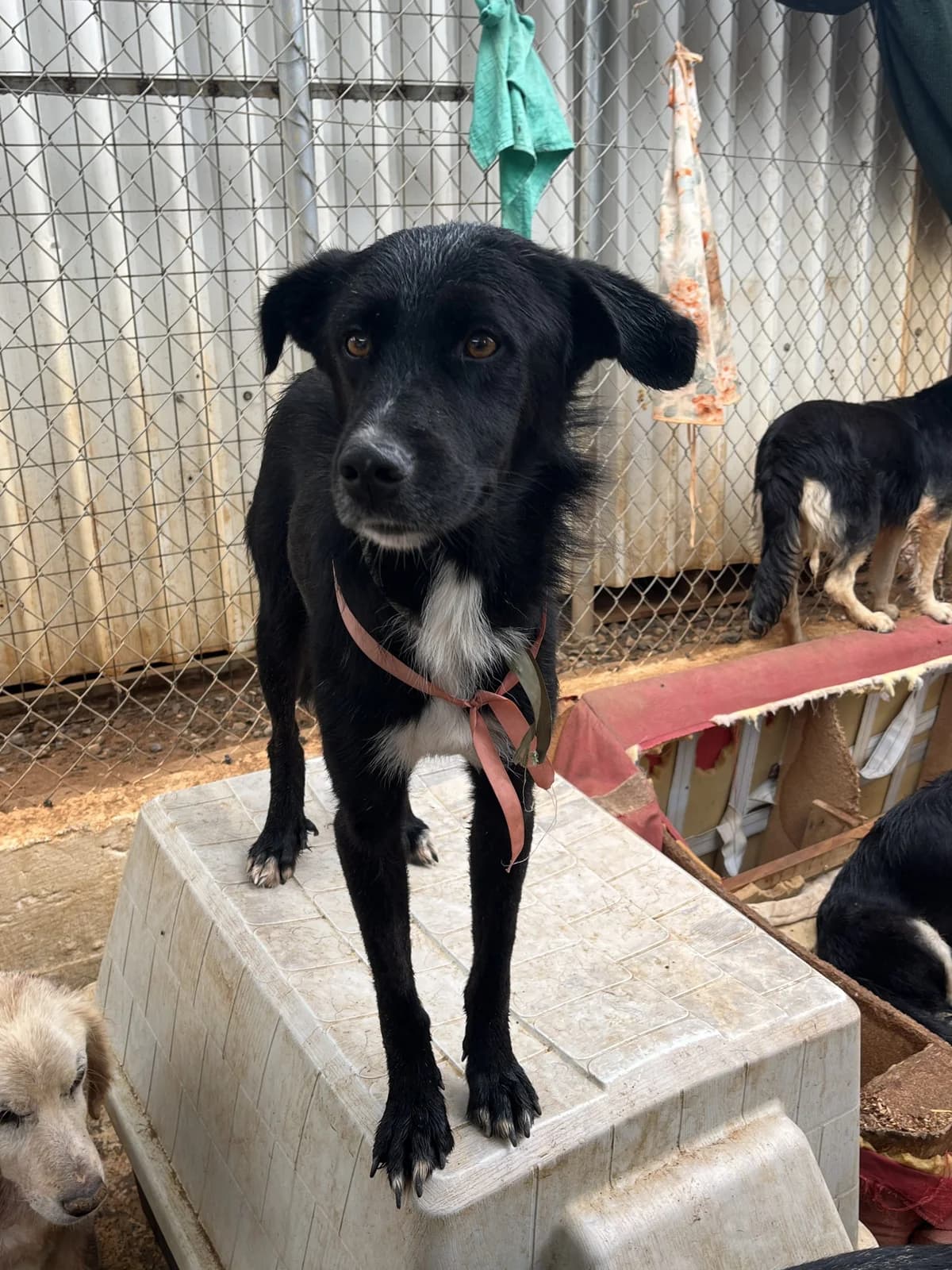 Lucios, male puppy Mixed Breed for adoption at DASH Deutschland Tierschutz e.V., Germany