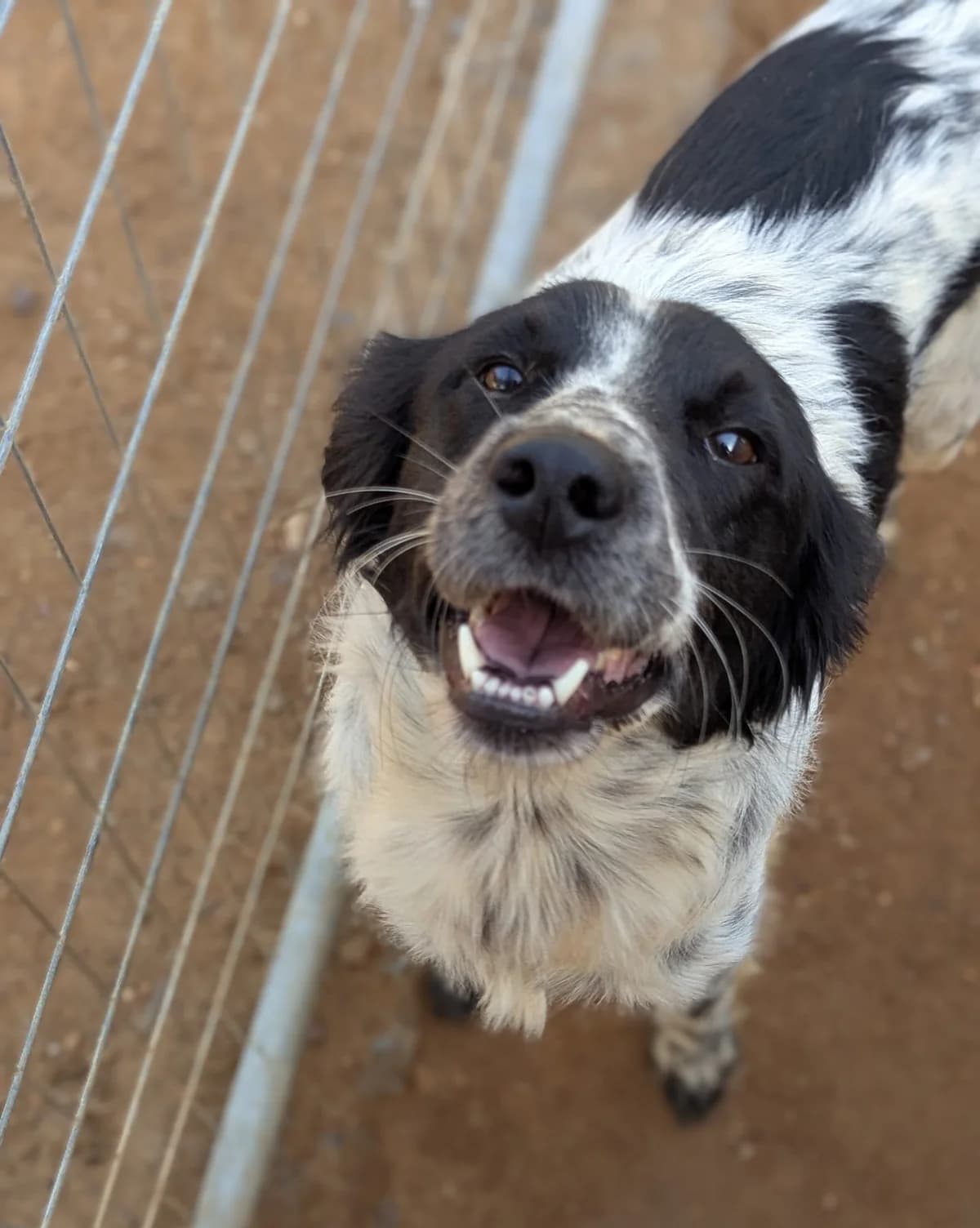 Dex, male Mixed Breed for adoption at DASH Deutschland Tierschutz e.V., Germany