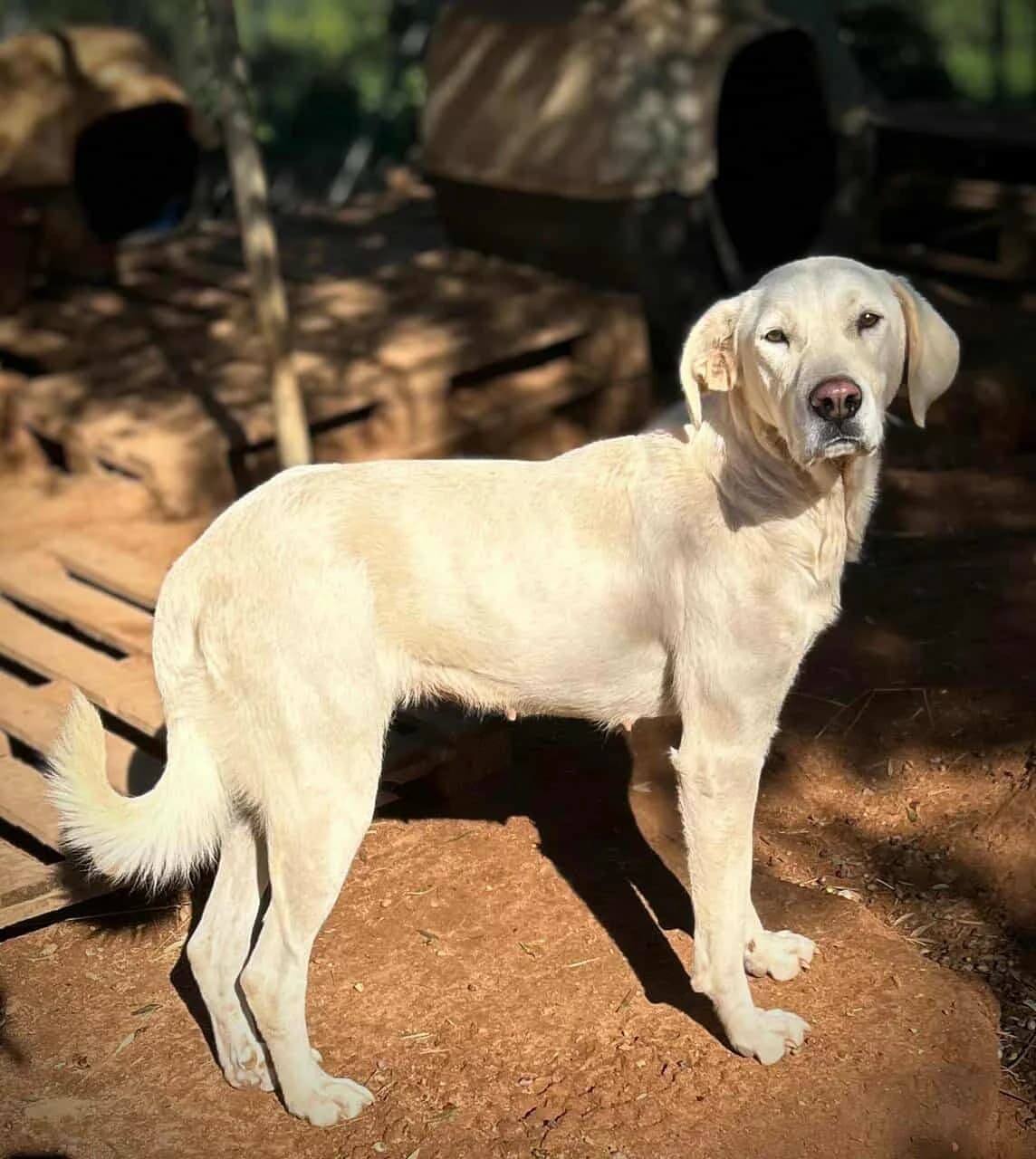 Cleo, female Mixed Breed for adoption at DASH Deutschland Tierschutz e.V., Germany