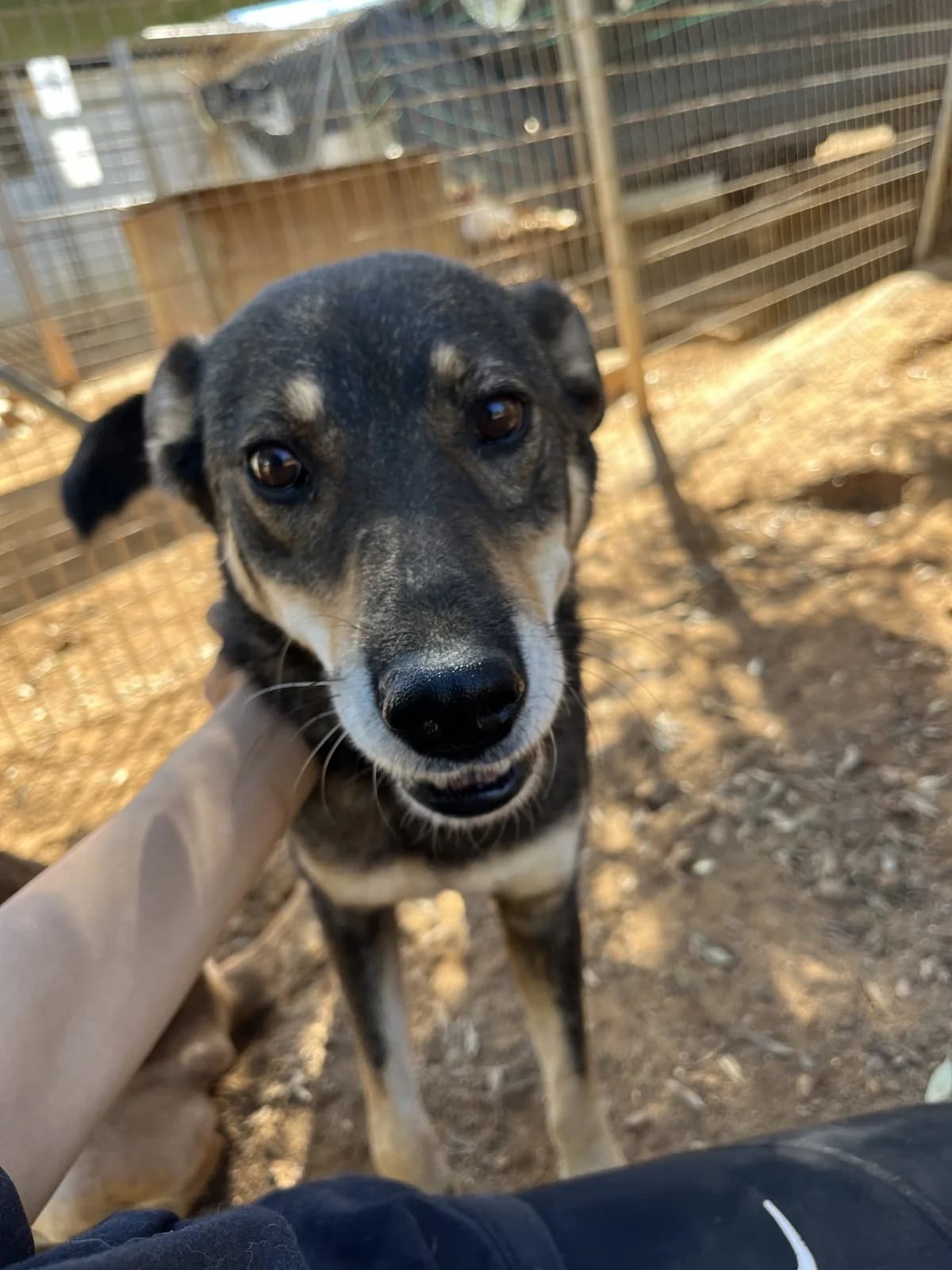 Viza, female senior Mixed Breed for adoption at DASH Deutschland Tierschutz e.V., Germany