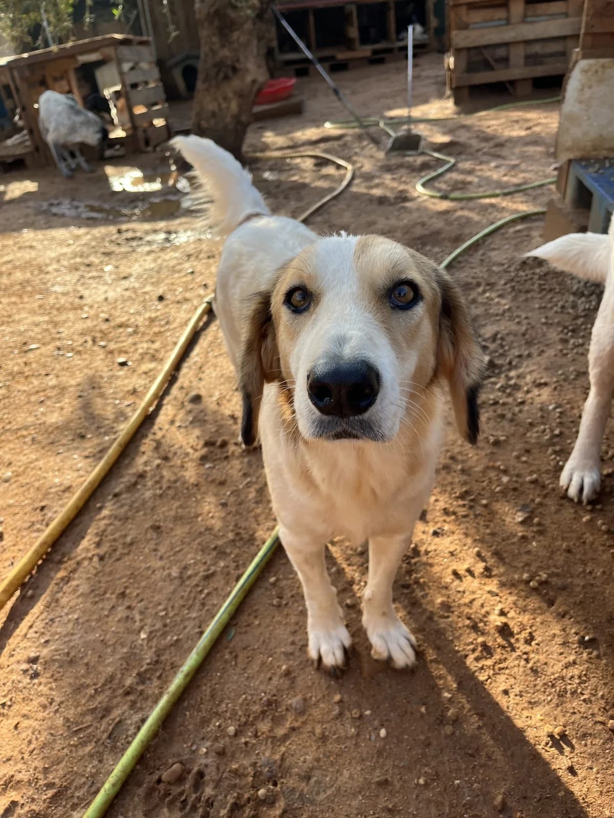 Lisa, female Mixed Breed for adoption at DASH Deutschland Tierschutz e.V., Germany